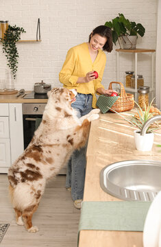 Pet ownership and companionship, happy woman with her australian shepherd dog in a bright modern kitchen preparing healthy food with fresh apples