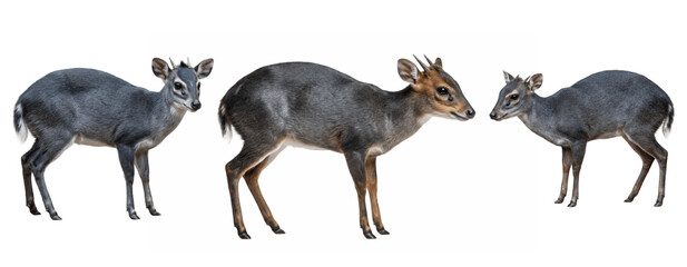 Three blue duiker antelopes standing side by side isolated transparent background © Wajid