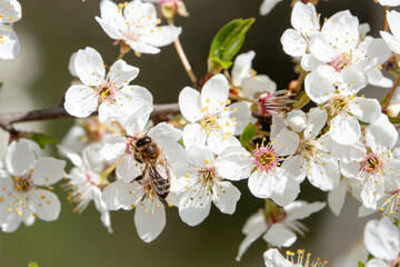 Pflaumenblütenast mit Honigbiene © SteveMC