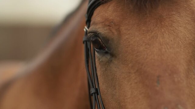 Primo piano degli occhi, delle orecchie e del ciuffo di un cavallo marrone con testiera nera