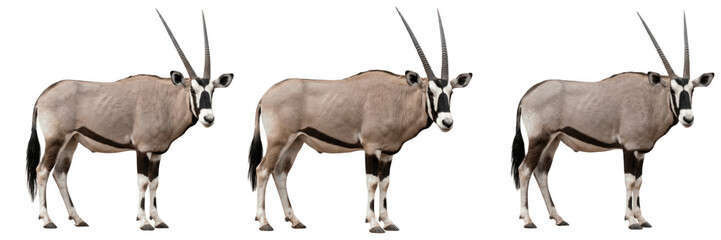 Oryx antelope with long curved horns standing side profile on white background © Wajid