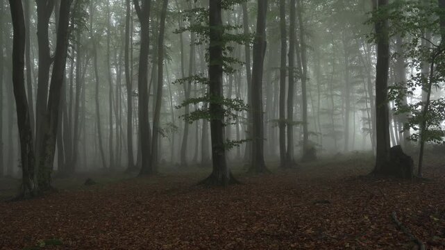 Misty forest path veils tall trees with soft green leaves. Brown leaves blanket the ground, hinting at autumn's end. Trees stand silent, shrouded in fog, offering quiet mystery