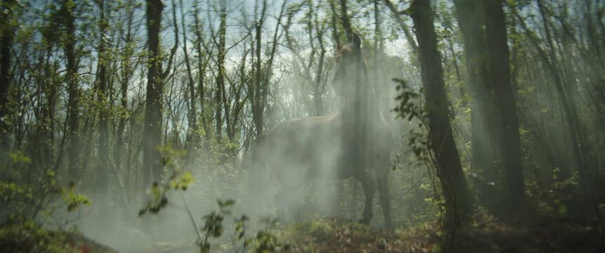 Horse standing in a misty forest with sun rays through the trees