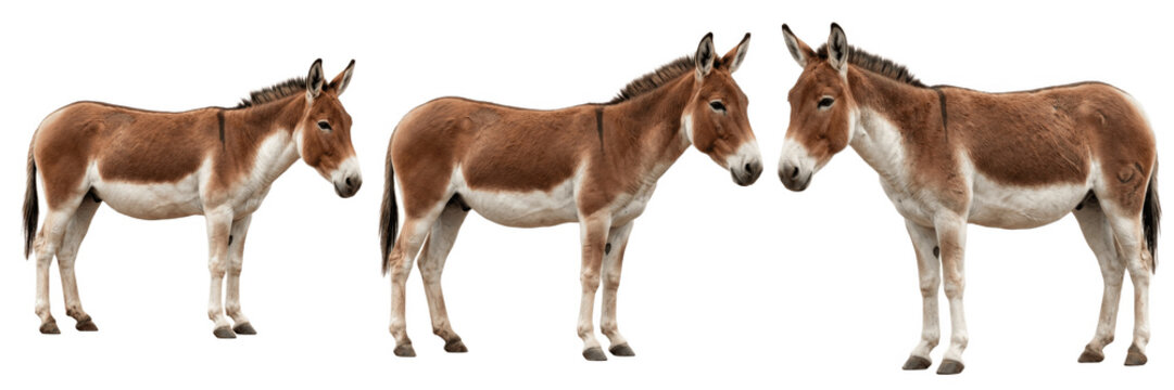 Three donkeys standing side by side isolated transparent background