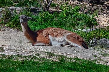 Guanaco on the ground. Latin name - Lama guanicoe © Mikhail Blajenov