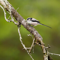Long-tailed tit or long-tailed bushtit (Aegithalos caudatus) perched on a branch. © Marco