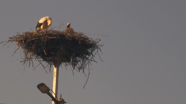 Adult white stork preening and caring for its chick in a large nest built on a utility pole