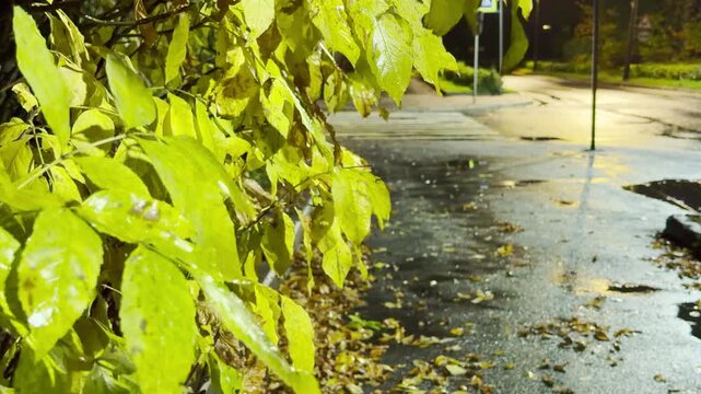 Bright green leaves glisten beside a wet sidewalk. Lanterns illuminate a peaceful street creating a cozy mood in Pushkin, Russia.
