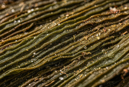 Natural Wrinkled Texture of Dried Algae Surface