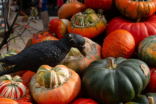 K&uuml;rbiszeit-Halloween