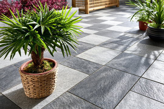Small palm plant in a woven basket pot situated on a checkered stone patio with tree