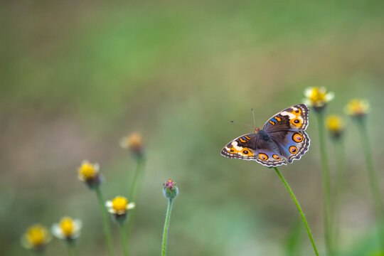 butterfly on a flower