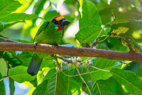colorful parrot on a branch