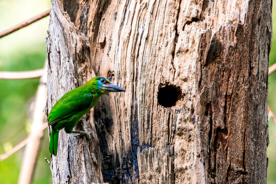 bird on a branch