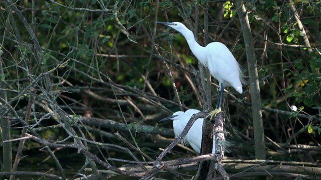 Two Little Egrets (Egretta garzetta) on branches above a lake when another arrives. October, Kent, UK [Slow motion x4]