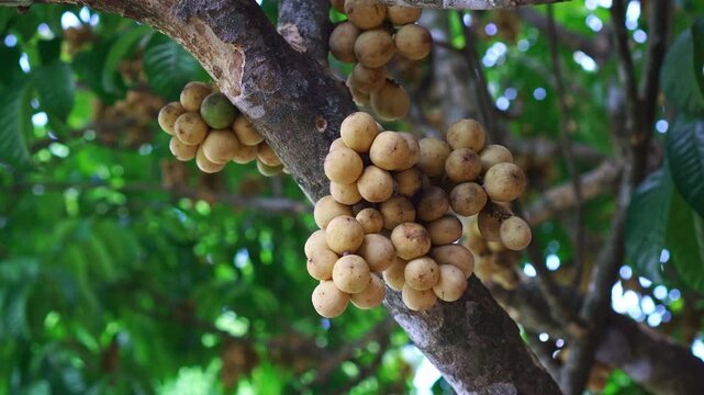 Close up of ripe longkong fruit cluster hanging on tree branch in tropical orchard. Fresh organic lansium domesticum, agriculture, tropical fruit, and nature concept.