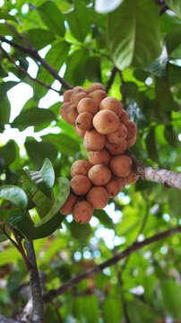 Vertical close up of ripe longkong fruit cluster hanging on tree branch in tropical orchard. Fresh organic lansium domesticum, agriculture, and nature concept.