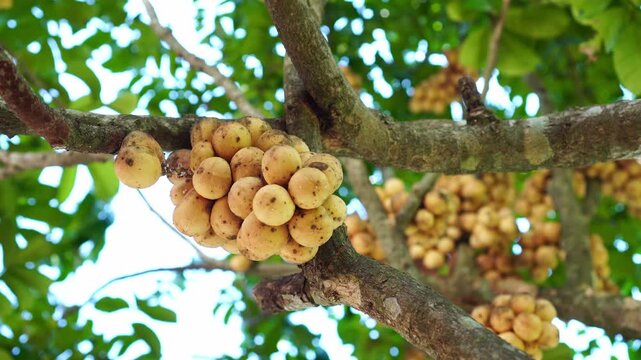 Close up of ripe longkong fruit cluster hanging on tree branch in tropical orchard. Fresh organic lansium domesticum, agriculture, tropical fruit, and nature concept.