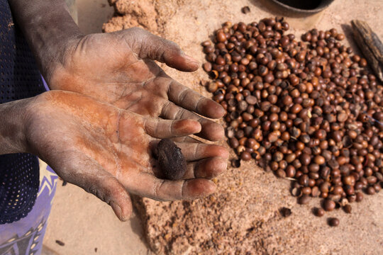 Hands of a person of the Lobi tribe holding a dark ball next to a pile of seeds, Sud-Ouest Region, Gaoua, Burkina Faso