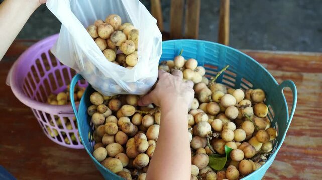 High angle view of person packing ripe longkong fruit from basket into plastic bag in orchard market. Fresh organic tropical fruit and agriculture concept.
