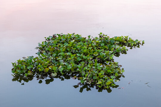 Patch of green water hyacinth plants floating on calm water surface during sunset