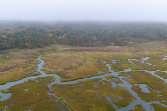 Sinuous channels meander through a beautiful salt marsh growing in Orleans, Massachusetts. Salt marshes are an incredibly important coastal habitat used by many species of fish, birds, and shellfish.