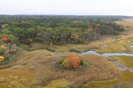 A salt marsh abuts a scenic forest on the coast of Cape Cod, Massachusetts. This beautiful destination is on the outer part of the sandy peninsula of Cape Cod, not far from the Atlantic Ocean.