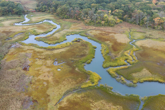 Sinuous channels meander through a beautiful salt marsh growing in Orleans, Massachusetts. Salt marshes are an incredibly important coastal habitat used by many species of fish, birds, and shellfish.