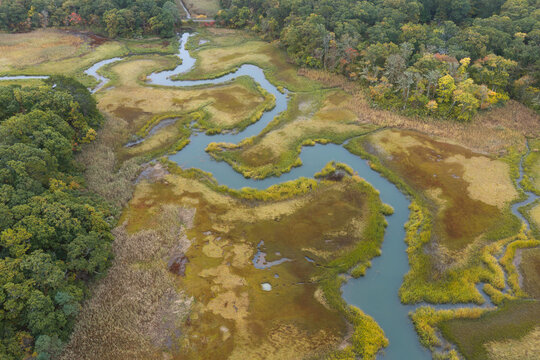 Sinuous channels meander through a beautiful salt marsh growing in Orleans, Massachusetts. Salt marshes are an incredibly important coastal habitat used by many species of fish, birds, and shellfish.