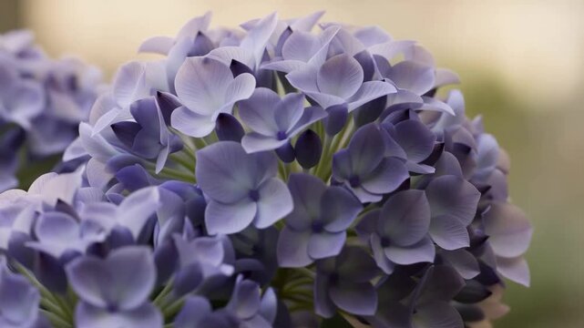Blue hydrangea flower cluster blooming in soft focus against a blurred background