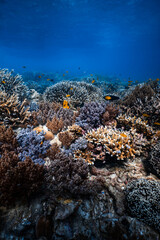 Vibrant soft coral and staghorn hard coral reef in deep blue ocean water. © PIPE DIVE UNDERWATER