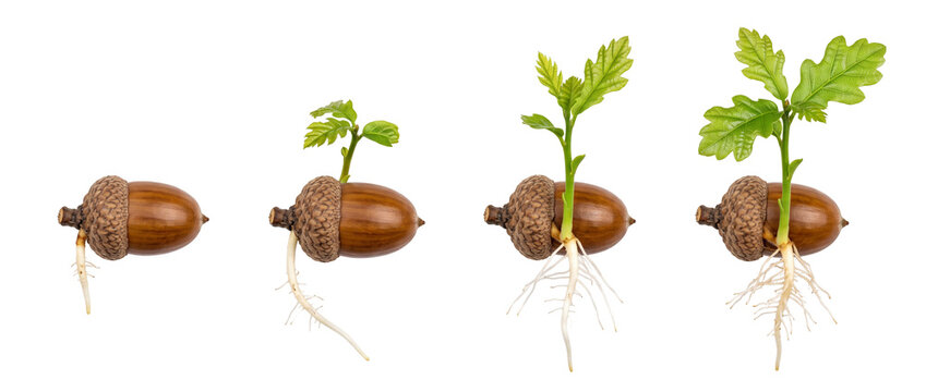 Sprouting acorn plant growth sequence showing root and leaf development, oak seedling evolution stages, timeline of botany germination, isolated on black background for nature and business growth.
