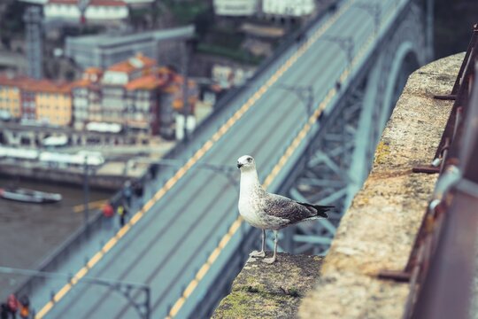 Seagull stands on a stone ledge above the Dom Luis I Bridge and Douro River in Porto, Portugal