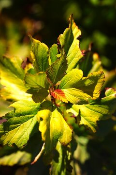 Close-up of vibrant autumn leaves changing color from green to bright yellow and orange in soft sunlight.
