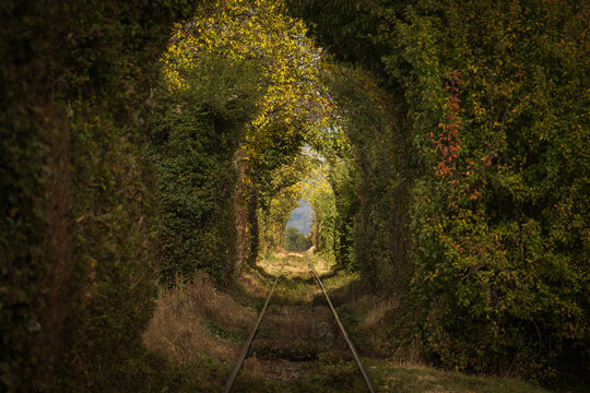 Railway tracks pass through a lush green tunnel of trees in an atmospheric forest landscape, creating a natural perspective with leading lines and soft sunlight.