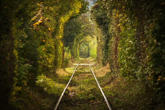 Railway tracks pass through a lush green tunnel of trees in an atmospheric forest landscape, creating a natural perspective with leading lines and soft sunlight.