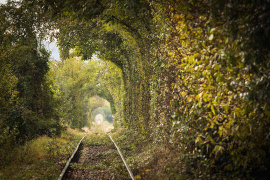 Railway tracks pass through a lush green tunnel of trees in an atmospheric forest landscape, creating a natural perspective with leading lines and soft sunlight.