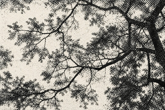 Silhouetted branches overhead