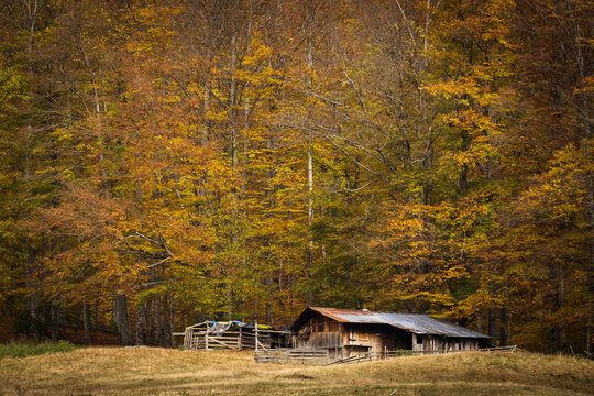 A rustic wooden barn stands in a meadow surrounded by a dense autumn forest with golden and orange foliage, capturing the peaceful atmosphere of rural countryside.