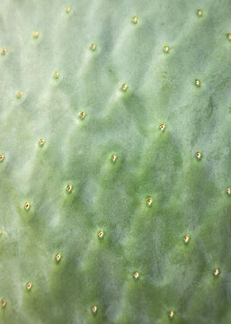 Macro Texture of Green Prickly Pear Cactus Surface.