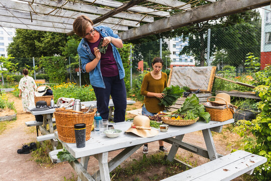 Women Photographing and Sorting Harvest at Picnic Table