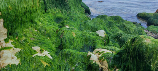 Vibrant green sea hair algae covering wet coastal limestone boulders along ocean shoreline. Marine ecology, intertidal zone flora, and aquatic botany. © Svet Kazakova