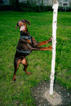 Dog Playing Near a Tree in a Grassy Park During the Day