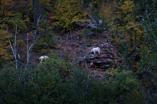 Mountain goat on rocks the side of a hill on a summer day in Spearfish Canyon, South Dakota.