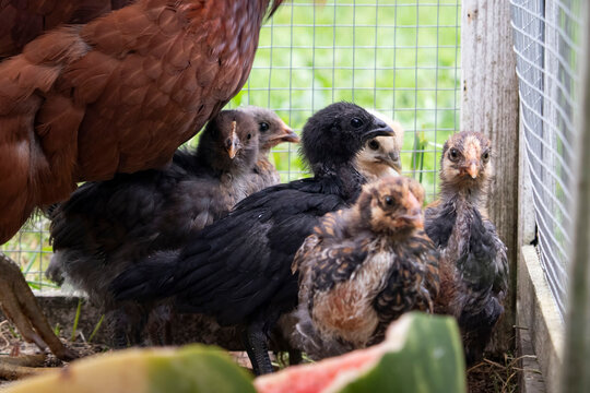 Baby chickens in a coop in Alaska. 