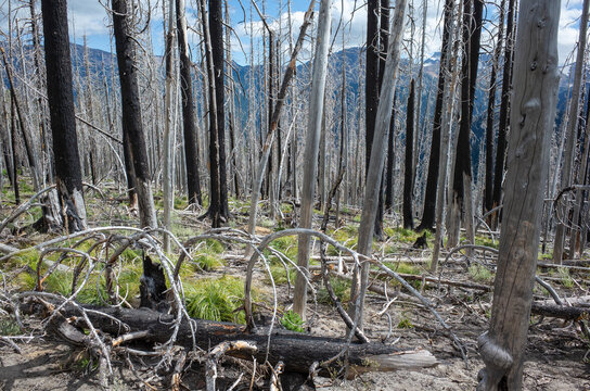 Forest damaged from wildfire