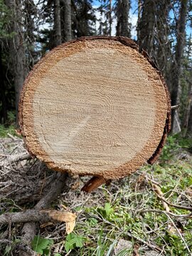 Cross section of cut tree