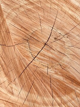 Cross section of cut tree
