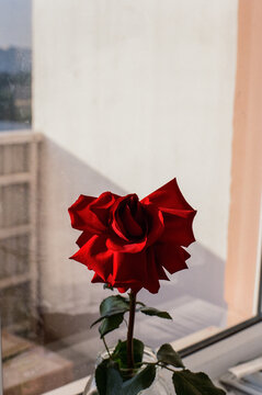 Rose in a jar