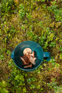Short: Hand foraging mushrooms into bowl, Lapland